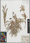 Foto von Salix alba L.